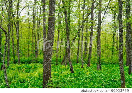 Primitive forest in early summer 90933729