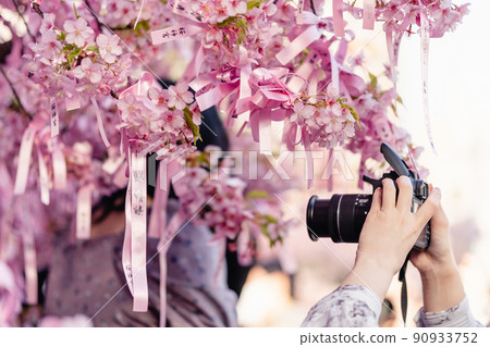 拍照 拍河津櫻花 拍花 90933752