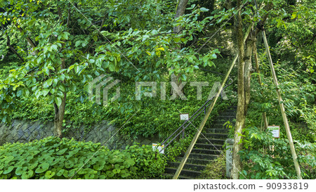 神奈川縣橫濱市綠區色之森公園的初夏 90933819