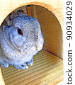 小屋裡的灰色 mofumofu 兔子 90934029