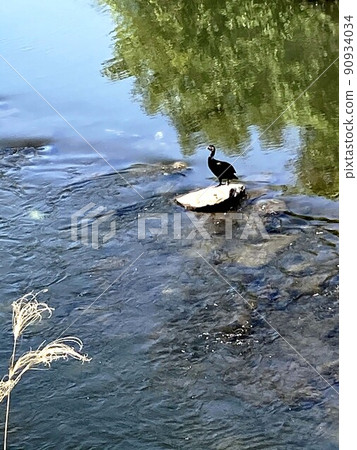 一隻孤獨的黑色水禽突然湧入河中 一隻孤獨的黑色水禽突然湧入河中 90934034