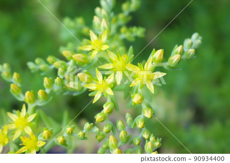 Sedum mexicanum 芽和花 (2) Sedum mexicanum 芽和花 (2) 90934400
