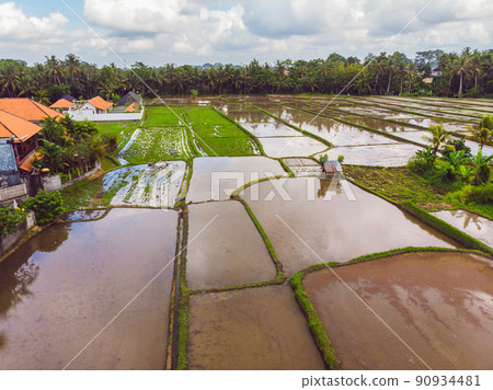 The rice fields are flooded with water. Flooded rice paddies. Agronomic methods of growing rice in the fields. Flooding the fields with water in which rice sown. View from drone The rice fields are flooded with water. Flooded rice paddies. Agronomic methods of growing rice in the fields. Flooding the fields with water in which rice sown. View from drone 90934481