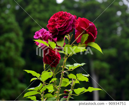 Roses in Nanatsudo Park 90934751