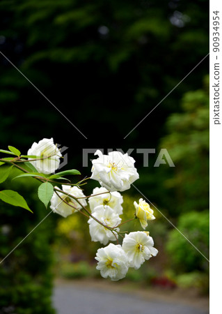 Roses in Nanatsudo Park 90934954