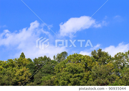 Trees and sky Trees and sky 90935044