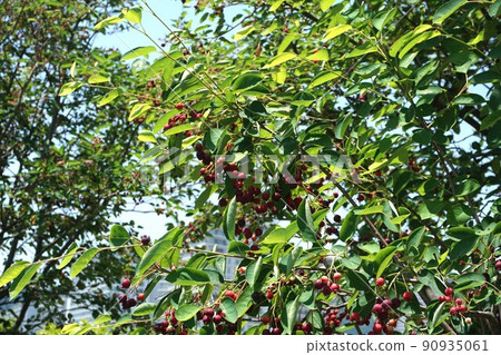 Juneberry that looks delicious Juneberry that looks delicious 90935061