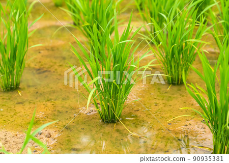 稻田裡的水稻 90935381