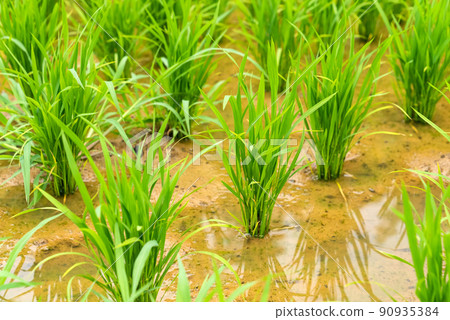 稻田裡的水稻 90935384