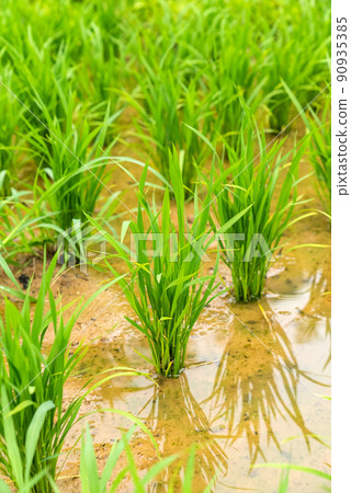 稻田裡的水稻 90935385