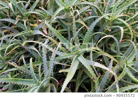 蘆薈葡萄園 90935572