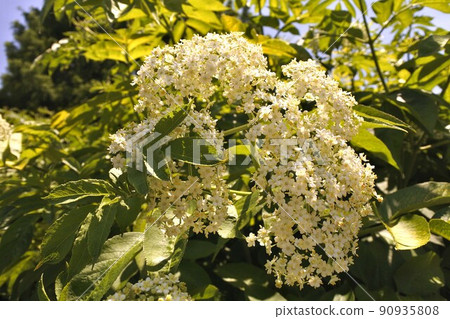 Elder flowers Elder flowers 90935808