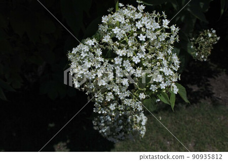 接骨木花 90935812