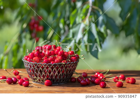 ripe cherries in basket on wooden table outdoors ripe cherries in basket on wooden table outdoors 90935847