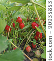 Own farm 90935853