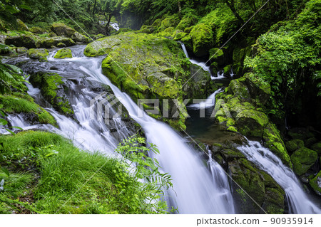 Kikuchi Gorge with beautiful fresh green in early summer Kikuchi Gorge with beautiful fresh green in early summer 90935914