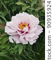 Flowers 90935924