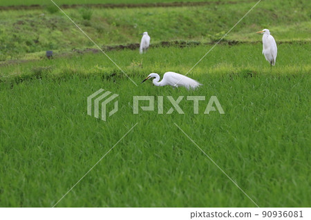 Yuzu no Sato The Intermediate Egret and the Two Egret in the ridge that caught the prey by descending into the beautiful Sanae paddy field in Moroyama Town, Saitama Prefecture. 90936081