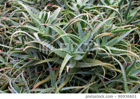 蘆薈葡萄園 90936601