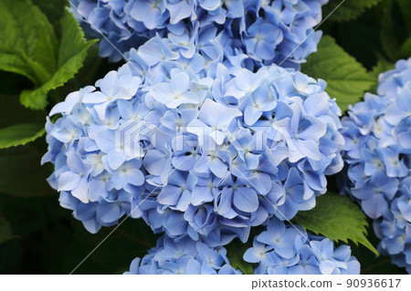 Hydrangea Hydrangea 90936617