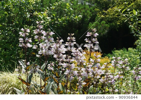 Penstemon ‘Husker Red’ 90936844