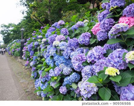 Colorful hydrangea tree-lined road 90936986