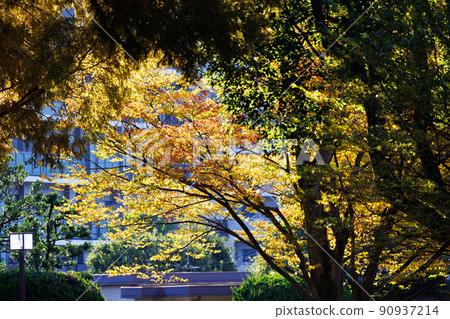 春夏秋冬,五彩秋景,秋葉 春夏秋冬,五彩秋景,秋葉 90937214