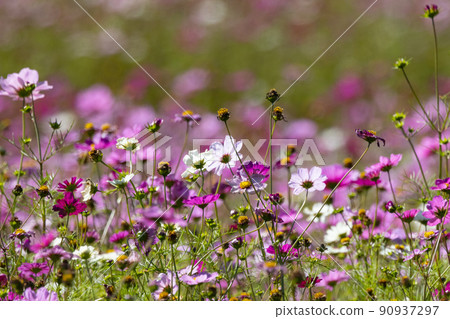 Cosmos, an autumn tradition called autumn cherry blossoms, where the colors stand out in the gentle autumn scenery 90937297