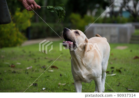 Happy adorable white labrador retriever with its owner at park 90937314