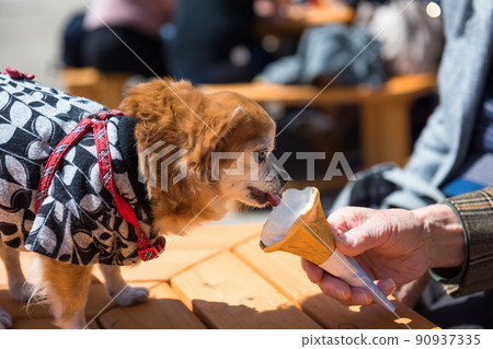 Pomeranian dog in traditional yukata dress eat icecream Pomeranian dog in traditional yukata dress eat icecream 90937335