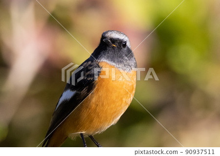 可愛的冬季鳥類達里安Redstart 可愛的冬季鳥類達里安Redstart 90937511