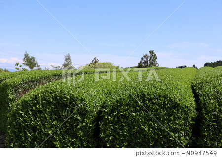 日本平茶園和藍天 日本平茶園和藍天 90937549