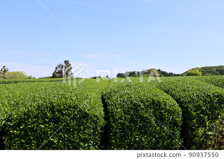 日本平茶園和藍天 日本平茶園和藍天 90937550