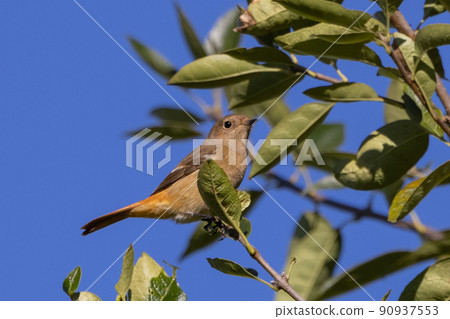 可愛的冬鳥 Daurian Redstart 女性 可愛的冬鳥 Daurian Redstart 女性 90937553