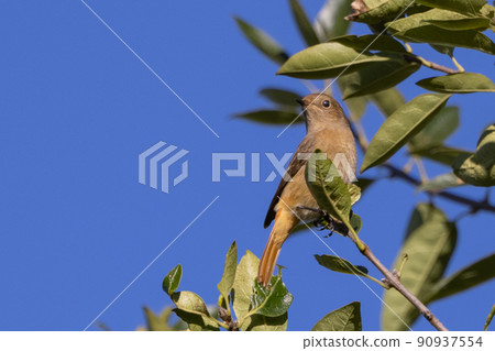 可愛的冬鳥 Daurian Redstart 女性 可愛的冬鳥 Daurian Redstart 女性 90937554