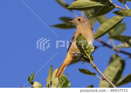可愛的冬鳥 Daurian Redstart 女性 可愛的冬鳥 Daurian Redstart 女性 90937555