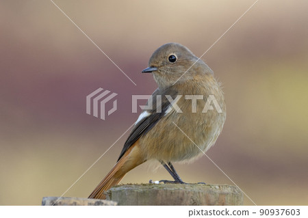 Adorable winter bird Daurian Redstart female 90937603