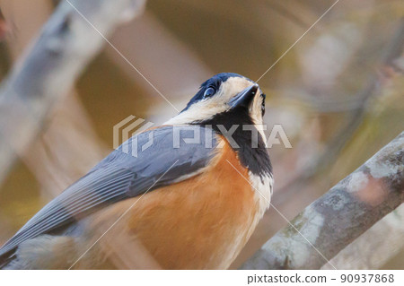 Varied tit, a dexterous bird that imitates singing and performs tricks 90937868