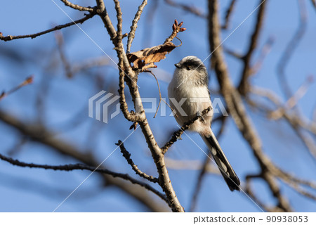 長尾山雀,一隻姿態可愛的小白鳥 長尾山雀,一隻姿態可愛的小白鳥 90938053