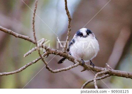 長尾山雀，一隻姿態可愛的小白鳥 90938125
