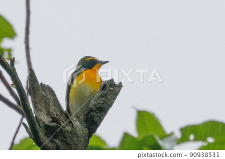 Narcissus flycatcher sings high in a colorful appearance to invite females Narcissus flycatcher sings high in a colorful appearance to invite females 90938531