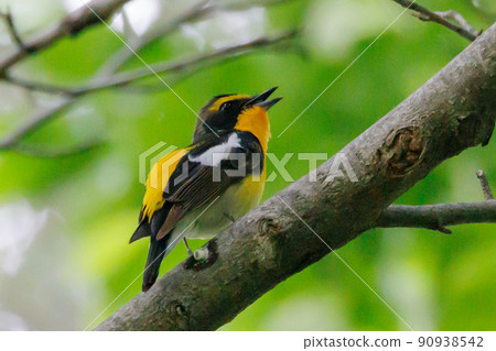 水仙捕蠅草高唱彩妝邀雌鳥 90938542