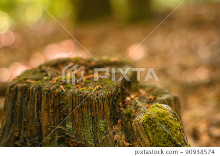 Stump on a mountain road 90938574