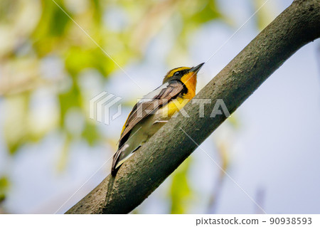 水仙捕蠅草高唱彩妝邀雌鳥 水仙捕蠅草高唱彩妝邀雌鳥 90938593