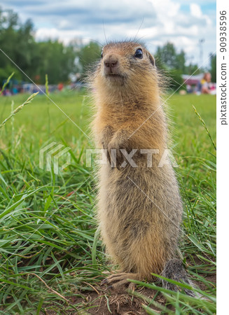 Baby gopher is sitting in its hole and looking at camera. Baby gopher is sitting in its hole and looking at camera. 90938596