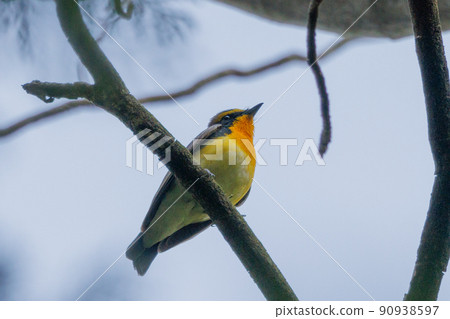 水仙捕蠅草高唱彩妝邀雌鳥 90938597