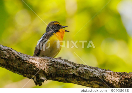 Narcissus flycatcher sings high in a colorful appearance to invite females 90938688