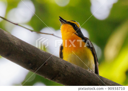 Narcissus flycatcher sings high in a colorful appearance to invite females Narcissus flycatcher sings high in a colorful appearance to invite females 90938710