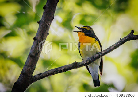 Narcissus flycatcher sings high in a colorful appearance to invite females Narcissus flycatcher sings high in a colorful appearance to invite females 90938806