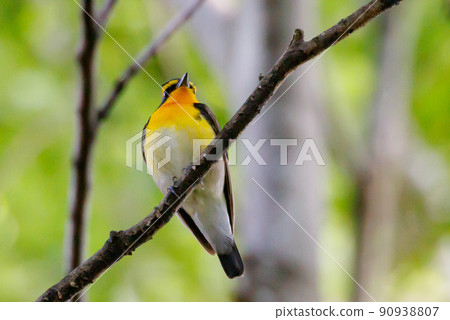 Narcissus flycatcher sings high in a colorful appearance to invite females 90938807